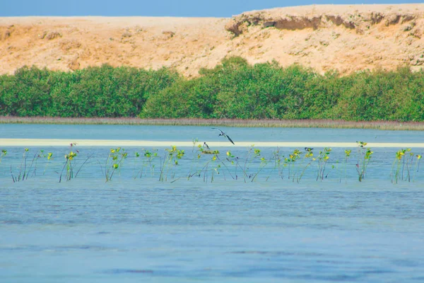Okyanus ve mavi gökyüzü arka plan ile deniz yanında Balık tutma ve uçan martılar