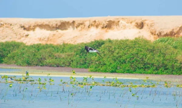 カモメ飛んで、海と青い空の背景に日本海側で釣り — ストック写真