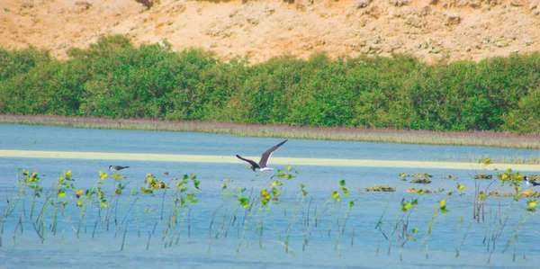 Okyanus ve mavi gökyüzü arka plan ile deniz yanında Balık tutma ve uçan martılar