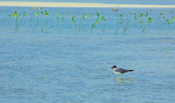 Okyanus ve mavi gökyüzü arka plan ile deniz yanında Balık tutma ve uçan martılar