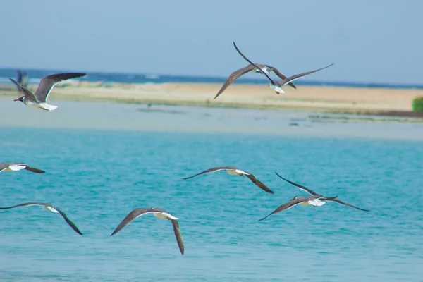 Meeuwen vliegen en vissen aan de zee met de achtergrond van de Oceaan en de blauwe hemel Stockafbeelding