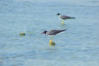 Deniz kenarında balık tutma ve uçan martılar 