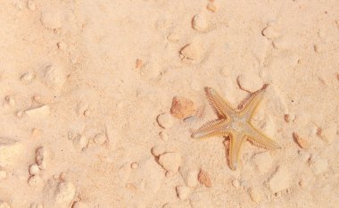 Sahilde denizyıldızı