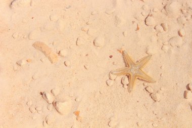 Sahilde denizyıldızı