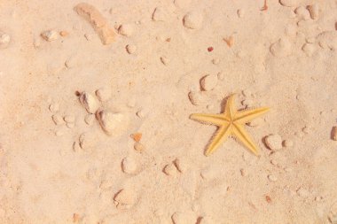 Sahilde denizyıldızı