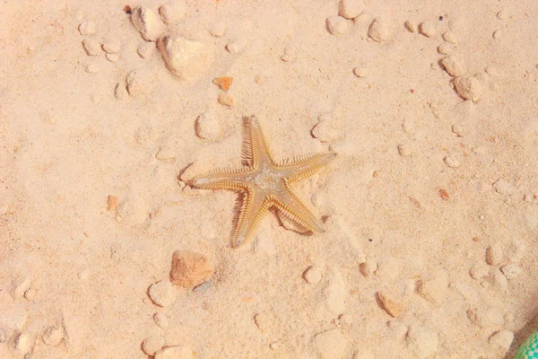 Sahilde denizyıldızı