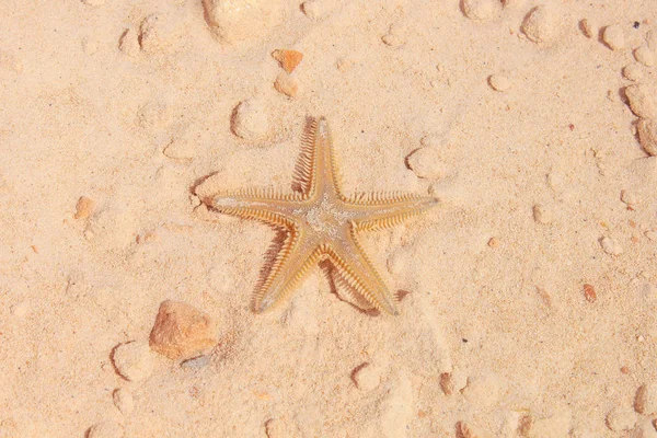 Starfish on the Beach — Stock Photo, Image