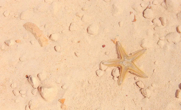 Sahilde denizyıldızı