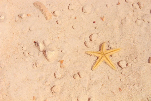 Sahilde denizyıldızı