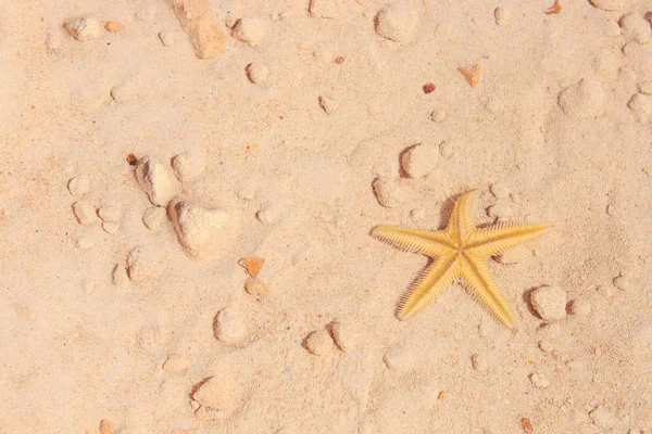 Sahilde denizyıldızı