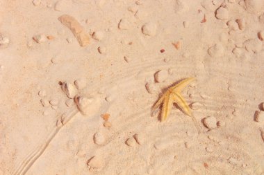 Sahilde denizyıldızı