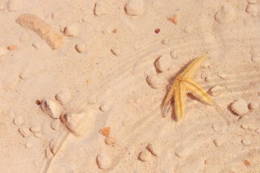 Sahilde denizyıldızı