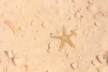 Sahilde denizyıldızı