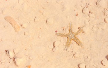 Sahilde denizyıldızı