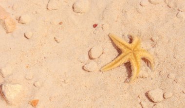 Sahilde denizyıldızı