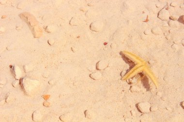 Sahilde denizyıldızı