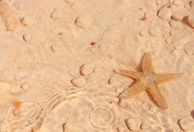 Sahilde denizyıldızı