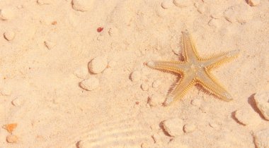 Sahilde denizyıldızı