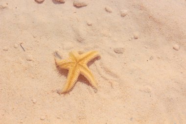 Sahilde denizyıldızı