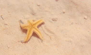 Sahilde denizyıldızı