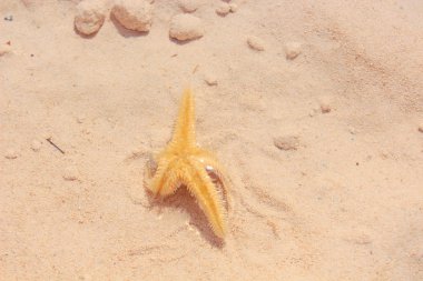 Sahilde denizyıldızı