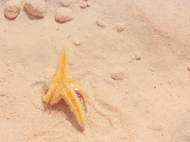 Sahilde denizyıldızı
