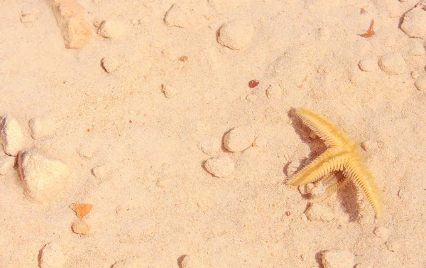 Sahilde denizyıldızı