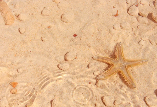 Starfish on the Beach — Stock Photo, Image