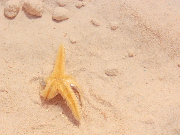 Sahilde denizyıldızı