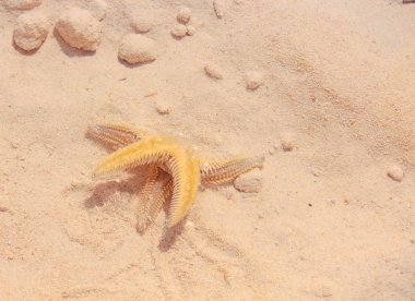 Sahilde denizyıldızı