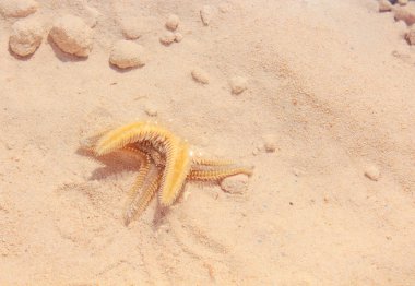 Sahilde denizyıldızı
