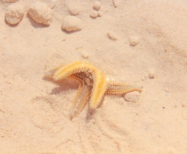 Sahilde denizyıldızı