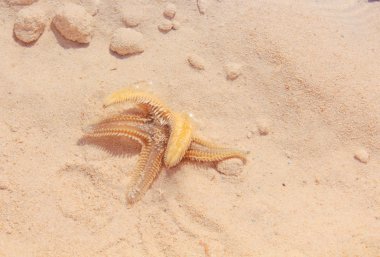 Sahilde denizyıldızı