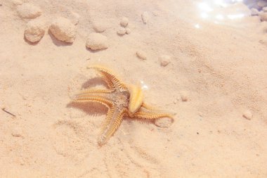 Sahilde denizyıldızı