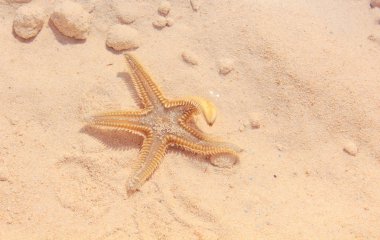 Sahilde denizyıldızı