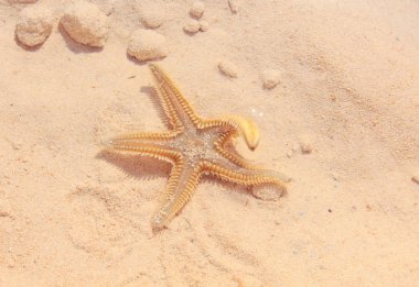 Sahilde denizyıldızı