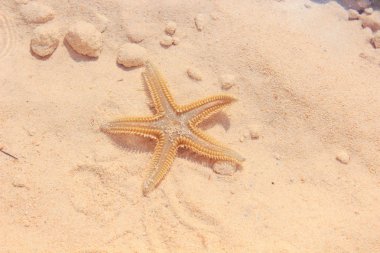 Sahilde denizyıldızı