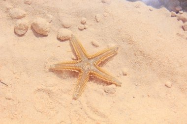 Sahilde denizyıldızı