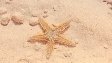 Sahilde denizyıldızı