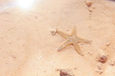 Sahilde denizyıldızı