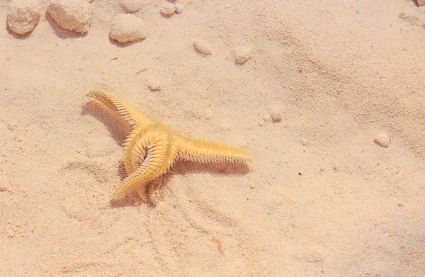 Sahilde denizyıldızı