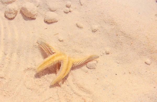 Sahilde denizyıldızı