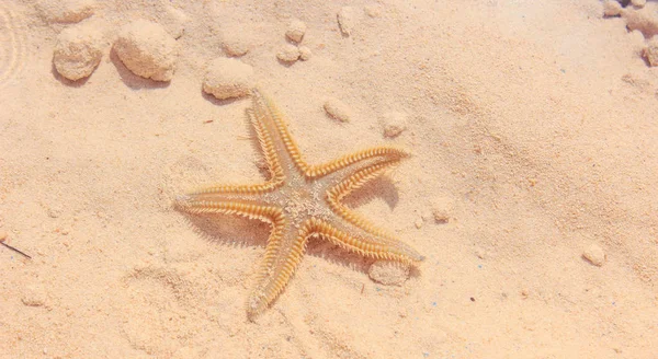 Sahilde denizyıldızı