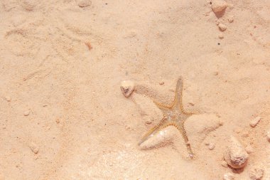 Sahilde denizyıldızı
