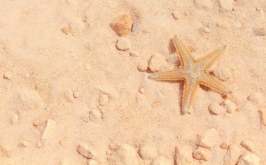 Sahilde denizyıldızı