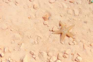 Sahilde denizyıldızı