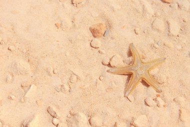 Sahilde denizyıldızı