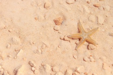 Sahilde denizyıldızı