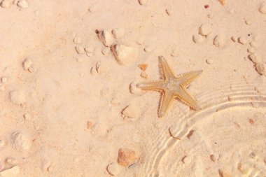 Sahilde denizyıldızı