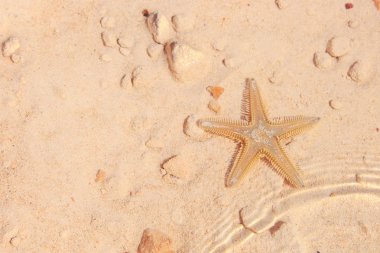Sahilde denizyıldızı